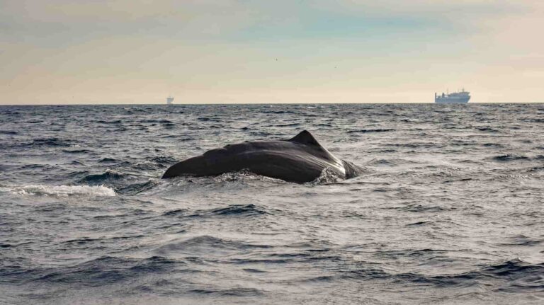 Avistamiento de ballenas en Tarifa