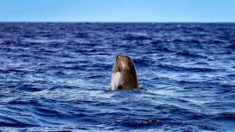 actividades en Tarifa ir a ver lors Glóbicefalos en Tarifa