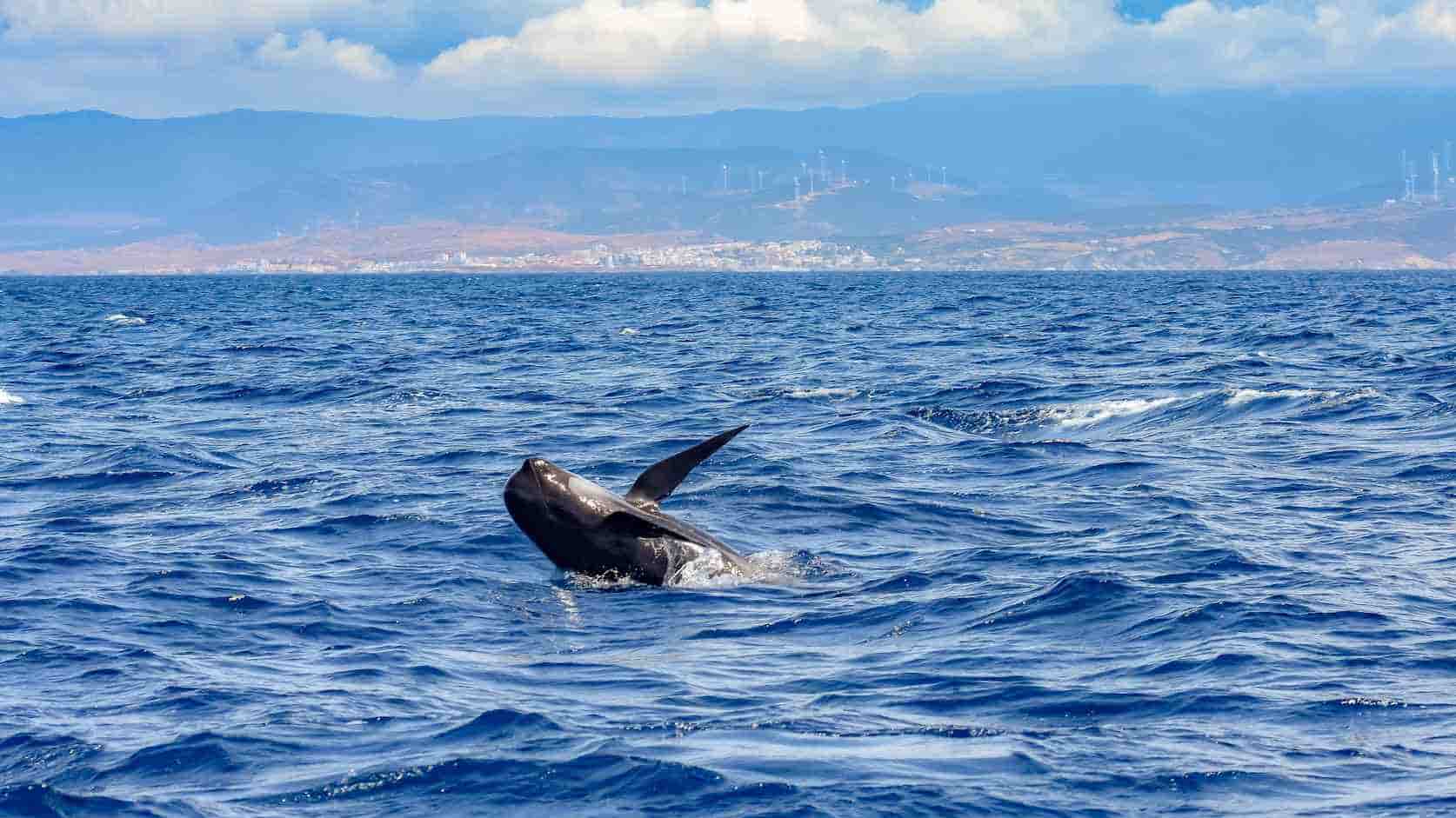 Voir les dauphins détroit Gibraltar