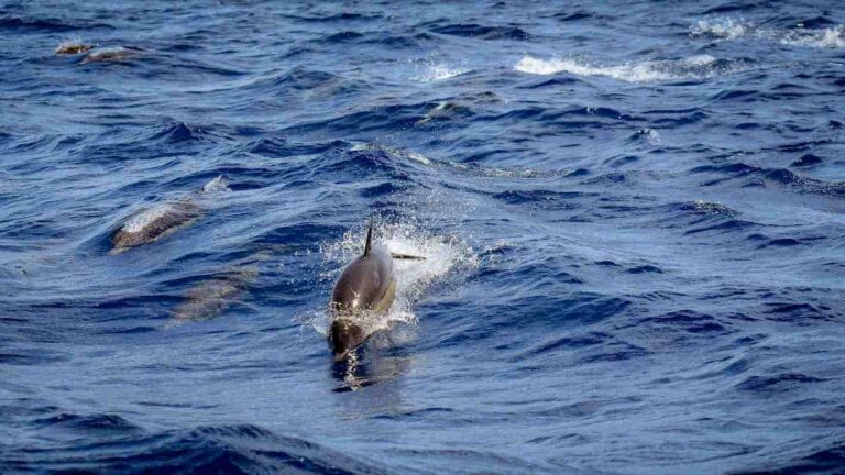 Delfines en Tarifa
