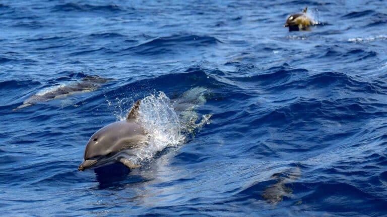 observation dauphin Tarifa - Détroit de gibraltat