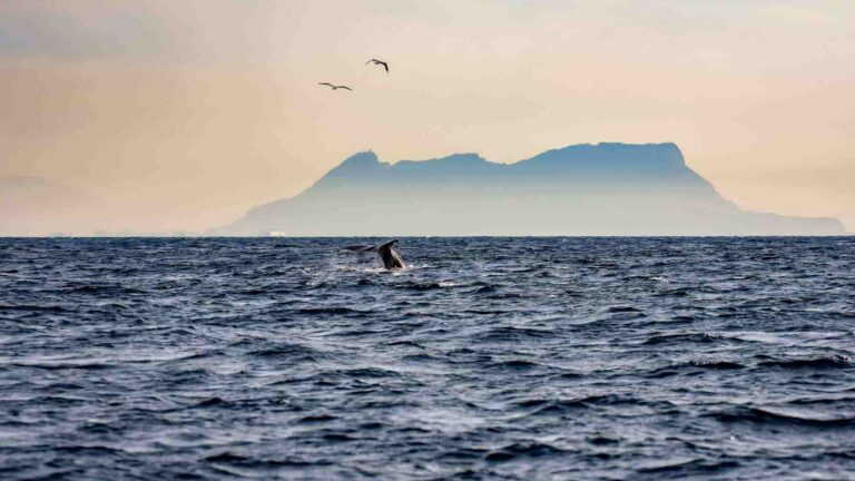 Actividades en Tarifa: qué hacer los días sin viento
