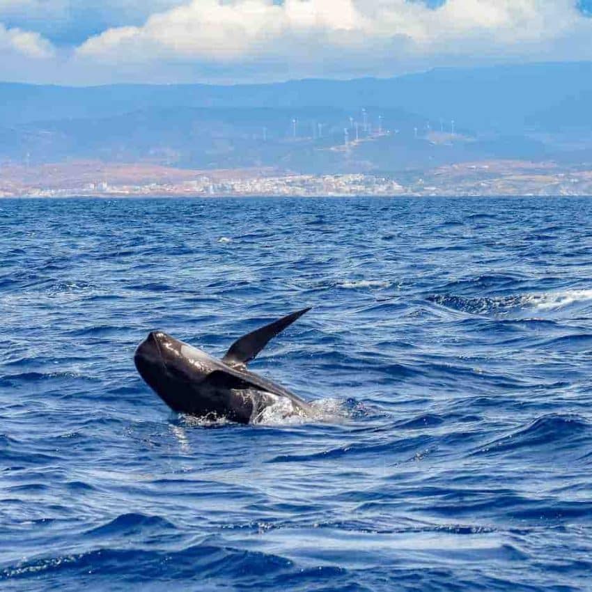 Actividades en Tarifa Ver delfines en el Estrecho de Gibraltar