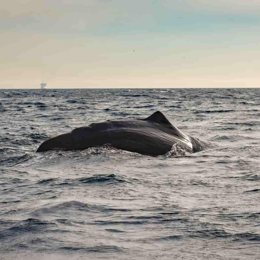 Avistamiento de ballenas en Tarifa