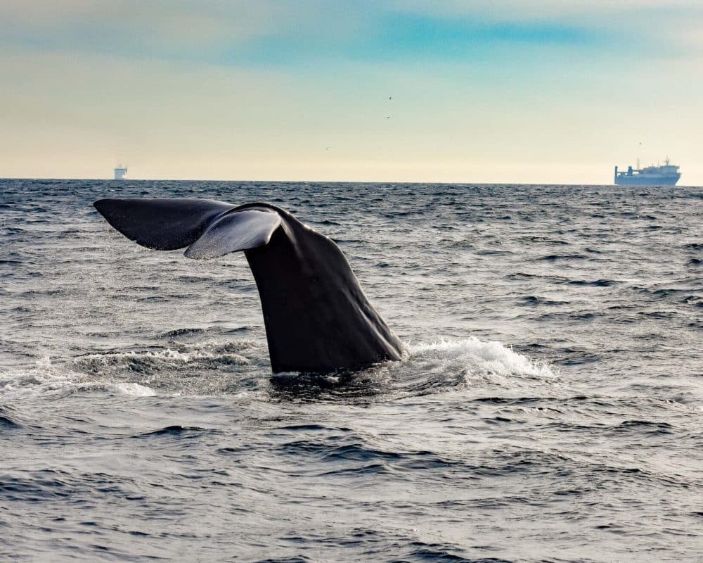 sperm whale in Tarifa